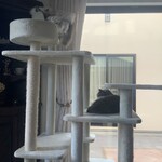 CALVA - 定位置で眠る伝次郎、上にはレオン