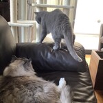 CALVA - 舐め終わって去って行く伝次郎②