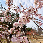 浪花屋 - ジュウガツザクラ？やったかな？( ・∇・)