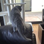 CALVA - 舐め終わって去って行く伝次郎①