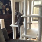 CALVA - 舐め終わって去って行く伝次郎④