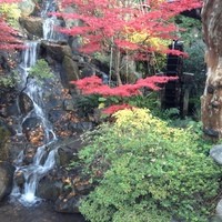 とうふ屋うかい 鷺沼店 - お庭では滝と紅葉が楽しめる。