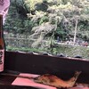 みのお滝茶屋 楓来坊 - 緑率が高いけど綺麗でした♫