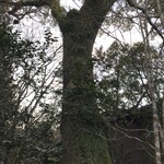 山荘 天水 - 楠木