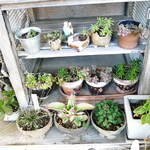 ROLL - Cafe ＆ Gaiiery ＲＯＬＬ ミニガーデン？
                                