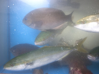 Senkei - いけすの中を悠々と泳ぐ、天然地魚。旬の味が堪能できます