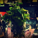 カクテルバー しろ - 立派なミント。先日行った時にミントを使ったカクテル頼んだらミントがなくて。次に行ったらありましたよ。