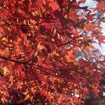 再度山荘 - 綺麗な紅葉でした。