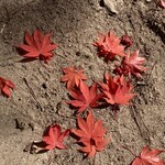 再度山荘 - 落ち葉さえも美しい
