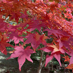 再度山荘 - 紅葉も綺麗な時期でした。