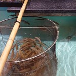 浜味館あたご - カウンター席の前には生け簀があり魚が泳いでます