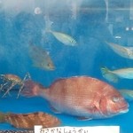 魚魚丸 - 生け簀(201212)