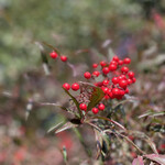 森のオーベルジュ 星咲 - 