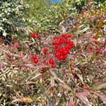 森のオーベルジュ 星咲 - 