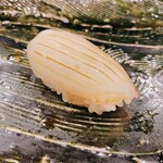 にぎり鮨 一五〇 - 紋甲いか