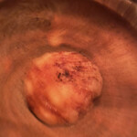 パーラーイワシ - 