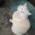 蘭ち - 2012,12,21