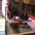 アニミル - ヘビさんは抱っこ出来ます❤︎