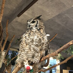 アニミル - フクロウさんも間近で見れます♫