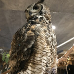 アニミル - 凛々しい❤︎