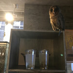 アニミル - ドリンクは棚に置いて動物達と触れ合います♫