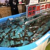函館朝市 駅二市場 活いか釣り広場