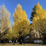 Sobakokoro - 帰りは東大構内を抜けて銀杏の黄色い絨毯の上を歩きました　きれいだなぁ