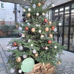 Monteasuru - クリスマスツリー