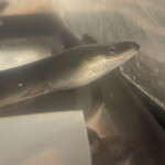 八べえ - 坂東太郎