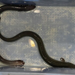 八べえ - 和匠と天乃若うなぎ