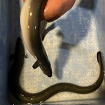 八べえ - 和匠うなぎ