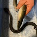 八べえ - 天乃若うなぎ