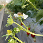 姫路ハートフル観光農園 - 