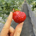 姫路ハートフル観光農園 - 