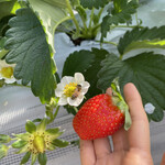 姫路ハートフル観光農園 - 