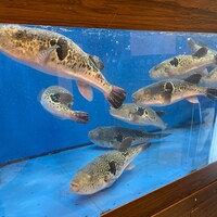 ふぐ料理 百福 池下店 - 