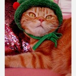 COCO cafe 弥生町店 - ニャンズ