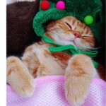 COCO cafe - ツリールタ君