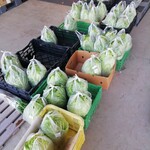 旬彩 やちよ - 外にも白菜！