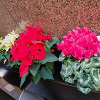 新宿割烹 中嶋 - 