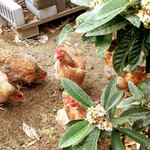 ヒュッテ - 卵を産んでくれているのかな？（笑）