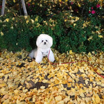 Rue Favart - 帰りのプラチナ通り