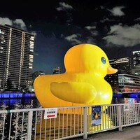 炉端イタリアン ICORIBI 堂島 - 世界を旅する巨大アヒル:ラバーダックちゃん