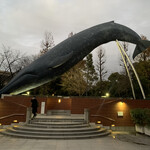 Le quattro stagioni - 国立科学博物館のクジラ