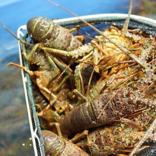 産地直送！生簀から出したばかりの鮮魚を味わう