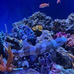 Aquarium bar OCEANS - 