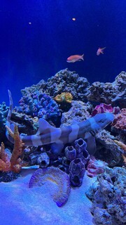 Aquarium bar OCEANS - 