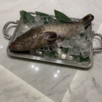 Maison DIA Mizuguchi - 長崎産クエ