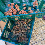 坂本商店 - 梅干しを作成されています