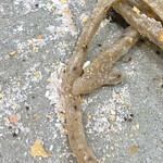 そば くら富 - ミル挽き蕎麦の実岩塩